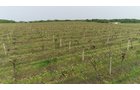 Van Buren County, Michigan farmland - LAND AUCTION - 194+/- ACRES OFFERED IN 5 TRACTS IN VAN BUREN COUNTY, MICHIGAN
